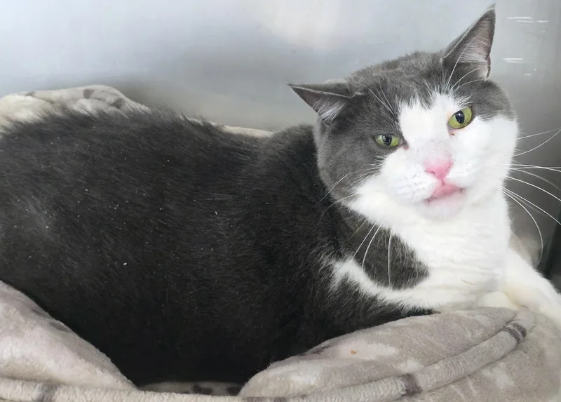 An adult large-sized male Gray & White Domestic Short Hair cat named Baxter for adoption in Amityville, NY