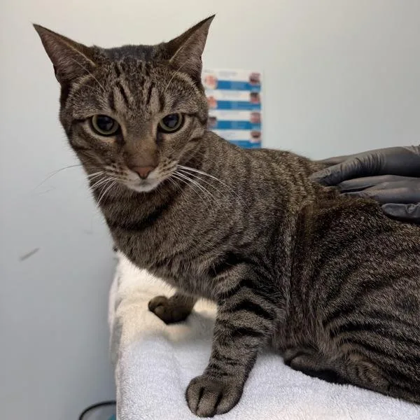 An adult large-sized male Domestic Short Hair cat named Marshall for adoption in Escondido, CA