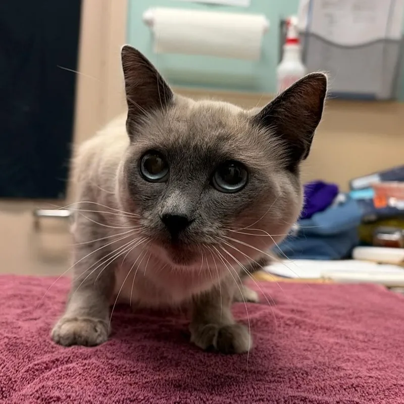 An adult medium-sized female Lilac Point Domestic Short Hair cat named Hilda for adoption in Tacoma, WA
