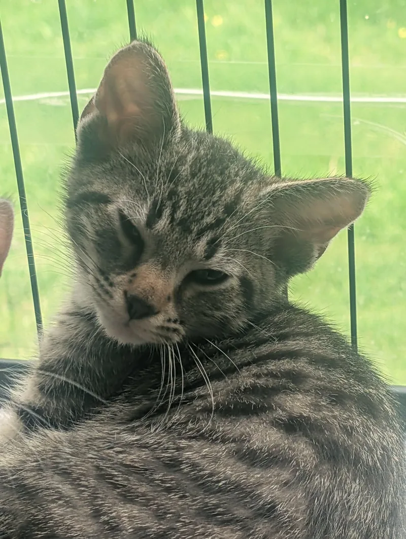 A baby medium-sized male Tabby (Brown / Chocolate) Domestic Short Hair cat named Osborne for adoption in fennville, MI