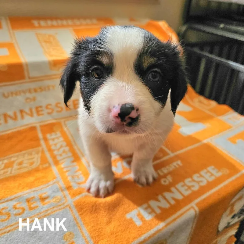A baby small-sized male Australian Shepherd dog named Hank for adoption in Madisonville, TN
