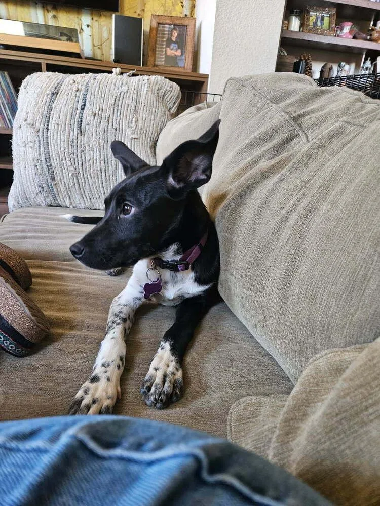 Diva