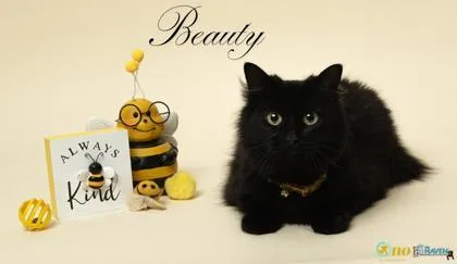 A young medium-sized female Domestic Long Hair cat named Beauty for adoption in Fairhope, AL