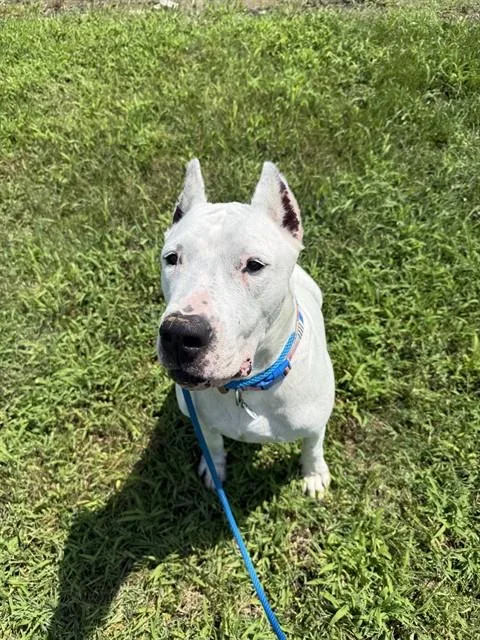 An adult large-sized female Dogo Argentino dog named Blanca for adoption in Upper Marlboro, MD