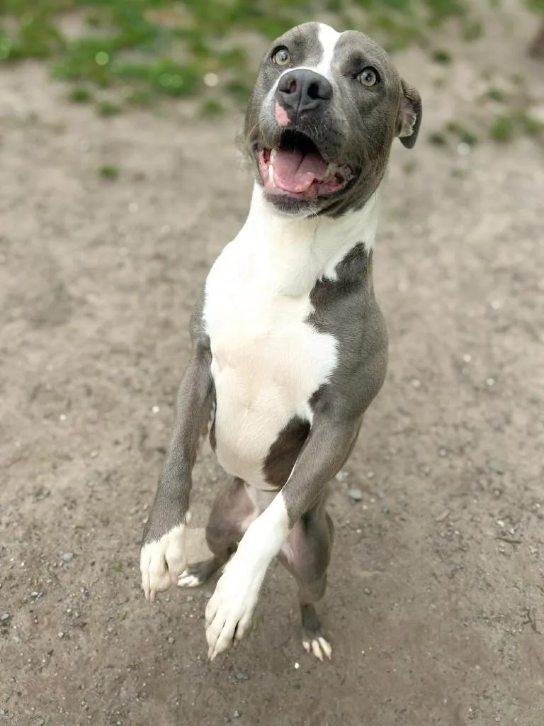 A young medium-sized male Pit Bull Terrier dog named Theo for adoption in New Bern, NC