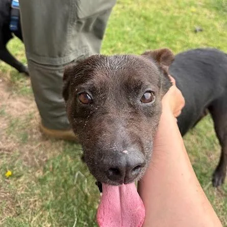 An adult medium-sized male Black Labrador Retriever dog named Murphy for adoption in New Fairfield, CT