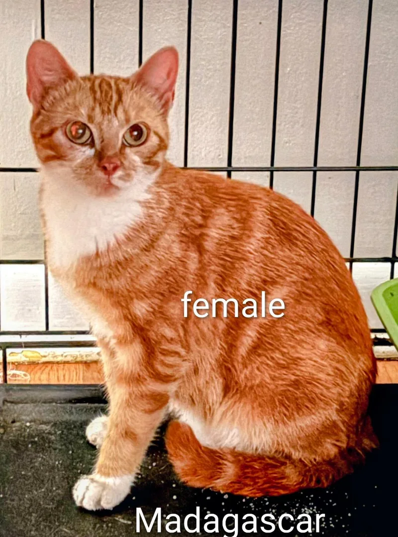 An adult medium-sized female Orange & White Domestic Short Hair cat named Madagascar for adoption in Binghamton, NY