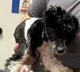 A young small-sized female Tricolor (Brown, Black, & White) Poodle dog named Dixie for adoption in Dawson, GA