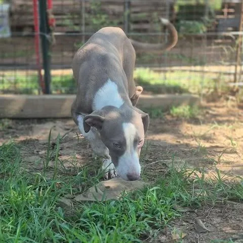 A young small-sized female Pit Bull Terrier dog named Sweetheart for adoption in Dover, AR