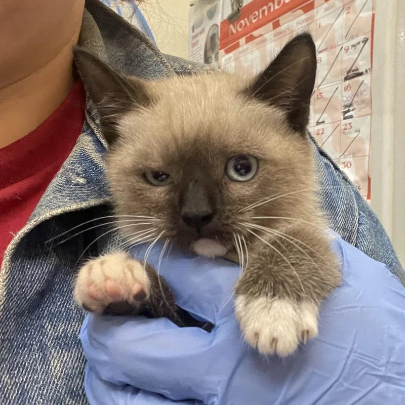 An adult medium-sized male Cream / Ivory Siamese cat named Jupiter for adoption in Birmingham, AL