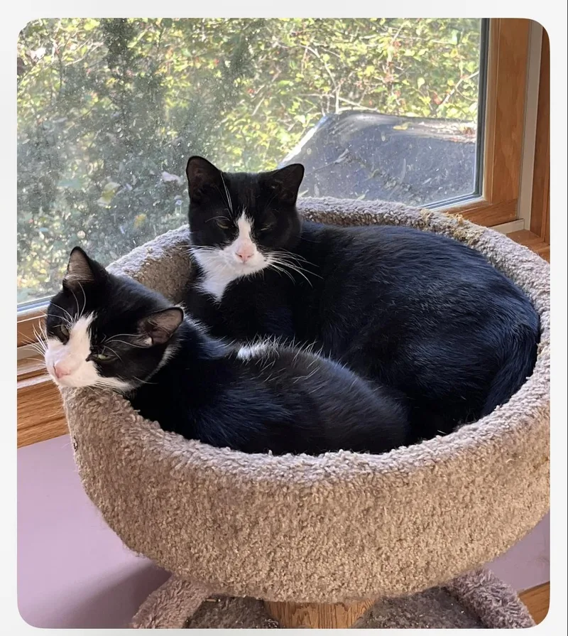 Button & Socks thumbnail 2