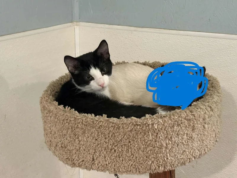 Button & Socks thumbnail 3