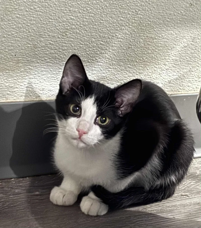 Button & Socks thumbnail 4