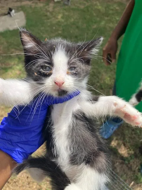 A baby small-sized male Domestic Short Hair cat named Keroppi for adoption in Dallas, TX