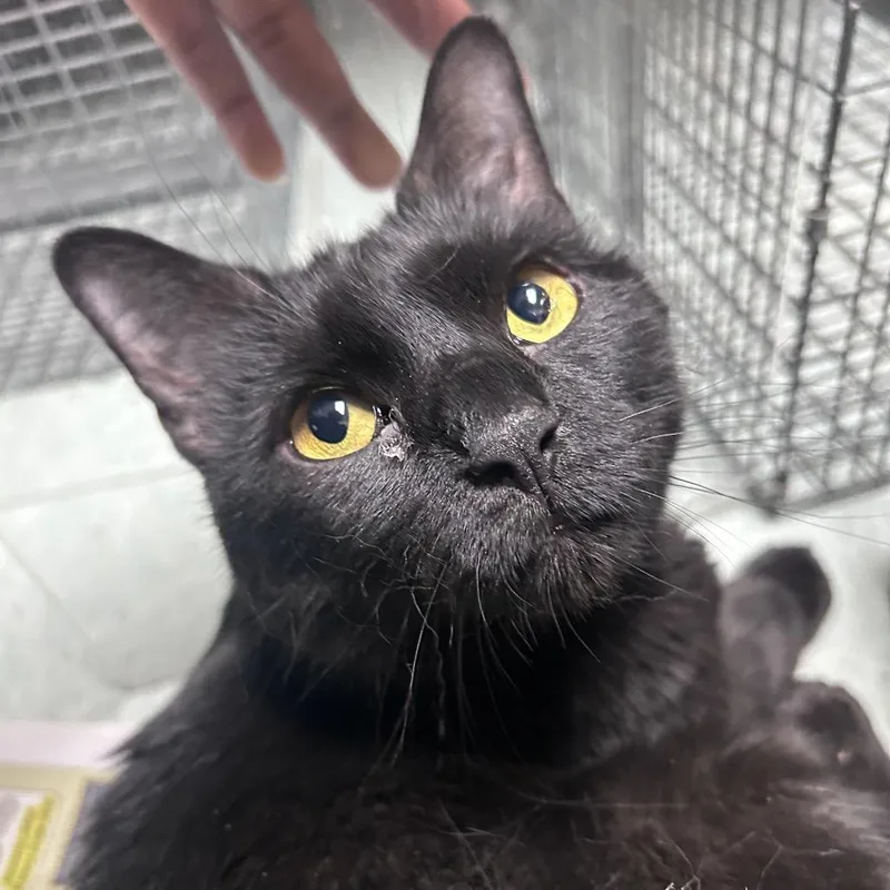 An adult large-sized female Black Domestic Short Hair cat named Harrison for adoption in Philadelphia, PA
