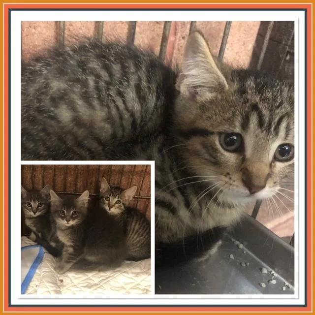 A baby small-sized female Tabby (Gray / Blue / Silver) Domestic Short Hair cat named Azeel for adoption in Buckhannon, WV