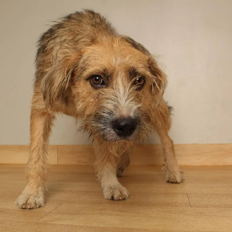 An adult medium-sized female Yellow / Tan / Blond / Fawn Welsh Terrier dog named Adele D for adoption in Minnetonka, MN
