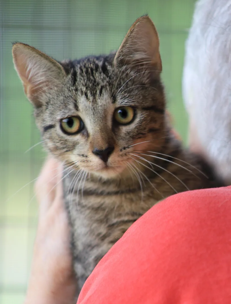 A baby medium-sized female Domestic Short Hair cat named Crosby for adoption in North Fort Myers, FL