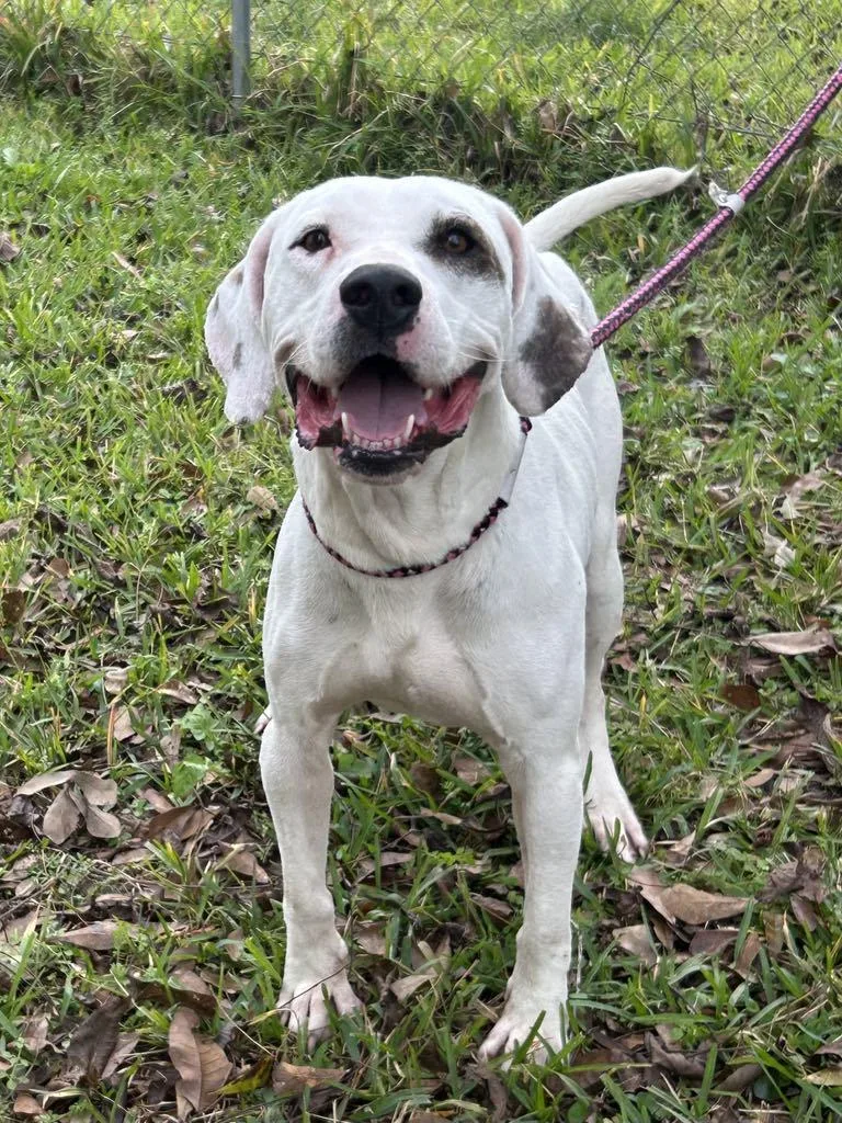 An adult medium-sized male Mixed Breed dog named Spanky for adoption in Alvin, TX