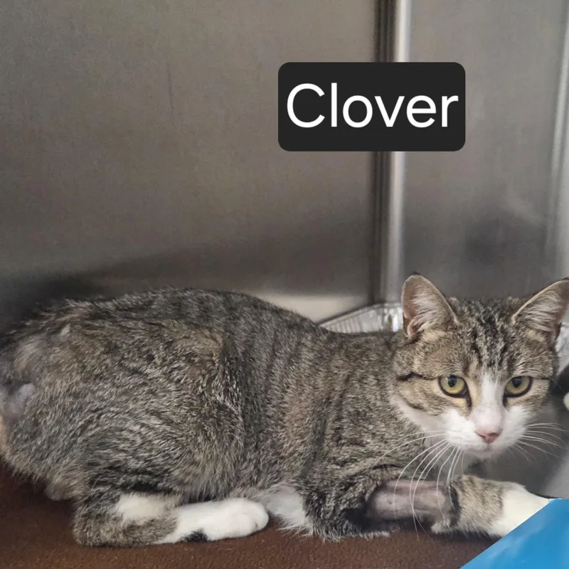 A young medium-sized female Tabby (Brown / Chocolate) Domestic Short Hair cat named Clover for adoption in SNOW HILL, NC