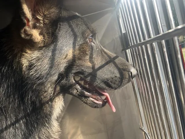A young large-sized male German Shepherd Dog dog named Bopper for adoption in Dallas, TX