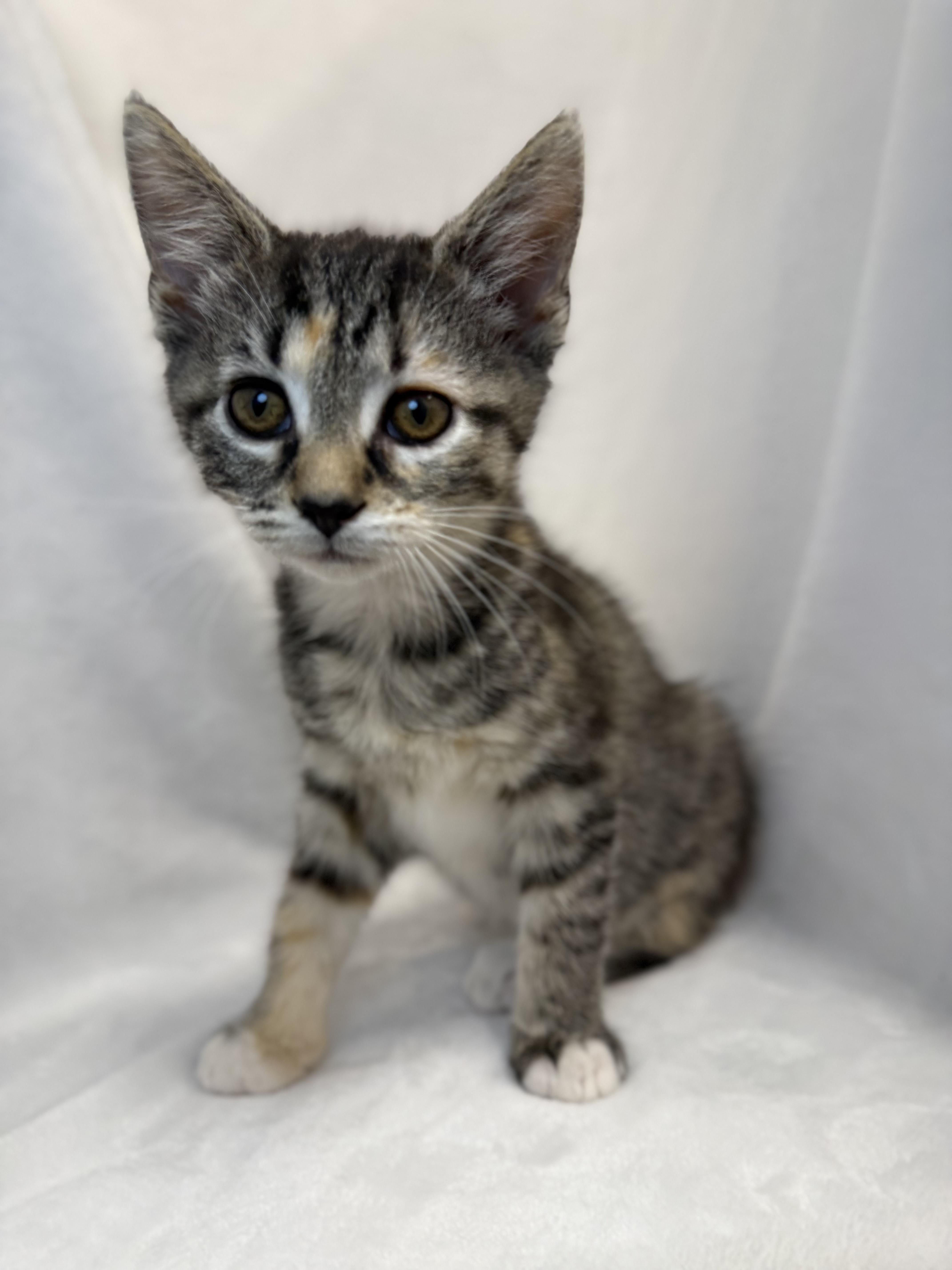 A baby medium-sized female Tabby (Brown / Chocolate) Domestic Short Hair cat named Sequin for adoption in Greensboro, NC