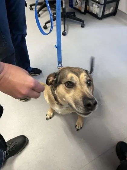 An adult large-sized female German Shepherd Dog dog named Belle for adoption in West Chester, PA