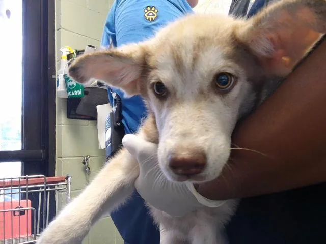 A baby small-sized male Husky dog named Ringo for adoption in Tulsa, OK