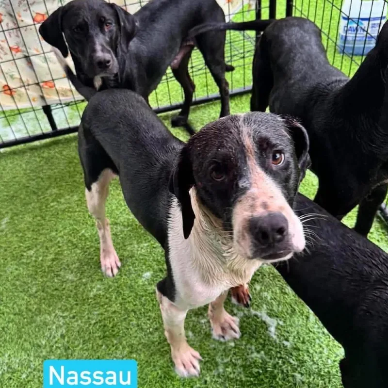 Nassau