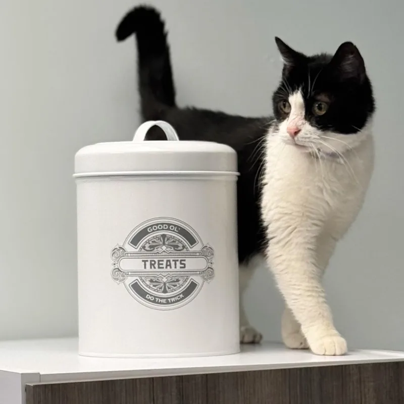 An adult medium-sized female Black & White / Tuxedo Domestic Short Hair cat named Sugar for adoption in Syosset, NY