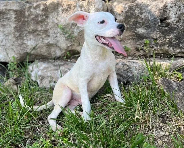A baby medium-sized male Jack Russell Terrier dog named Silas for adoption in St. Louis, MO