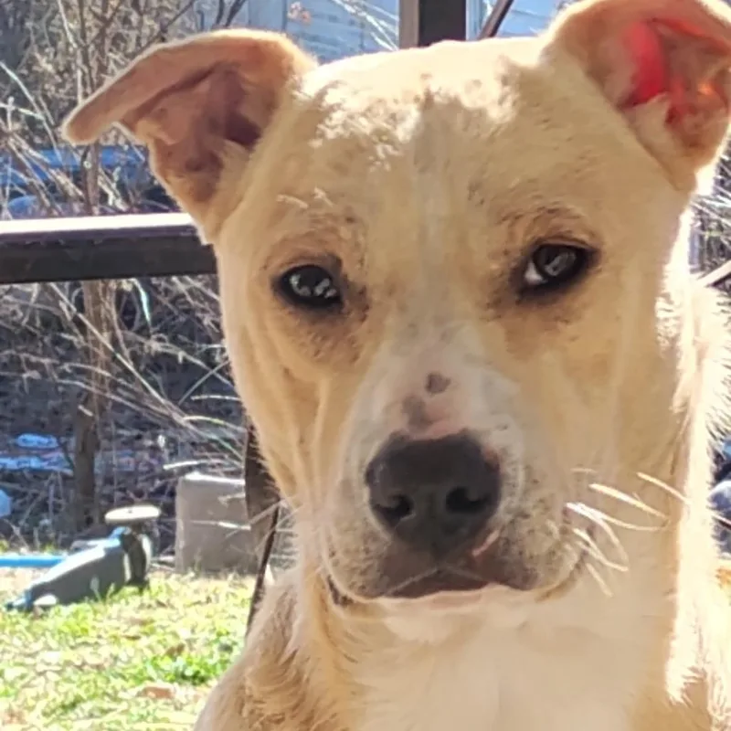 A young small-sized male Yellow / Tan / Blond / Fawn Staffordshire Bull Terrier dog named Diggity for adoption in Rogersville, MO