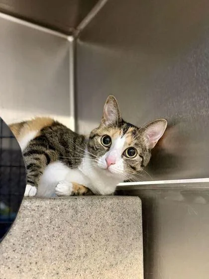An adult medium-sized female Domestic Short Hair cat named Peanut for adoption in Daytona Beach, FL