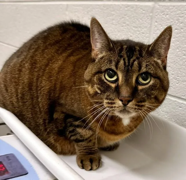 A senior medium-sized female Domestic Short Hair cat named Jessie for adoption in Derwood, MD