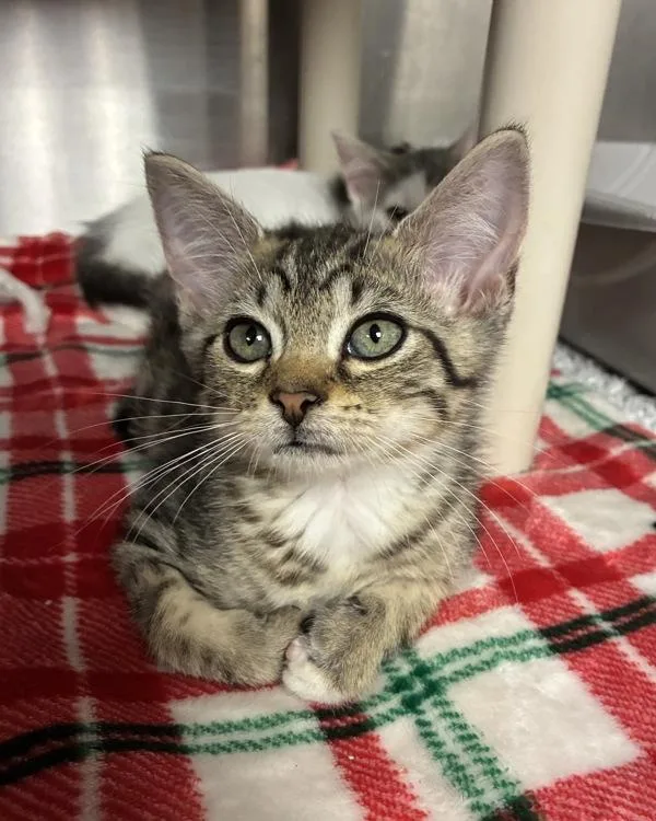 A baby small-sized male Domestic Short Hair cat named Blue Coconut Lemonade for adoption in Richmond, VA