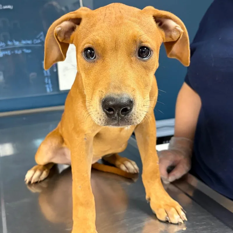 Daphne