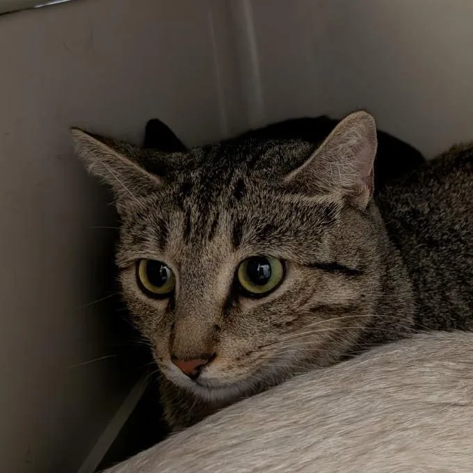 An adult extra large-sized female Domestic Short Hair cat named Jelly Girl for adoption in Fairport, NY