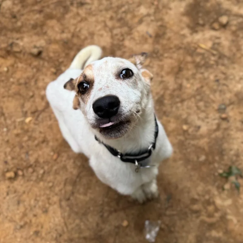 A baby small-sized male White / Cream Mixed Breed dog named Teaq for adoption in Fredericksburg, VA