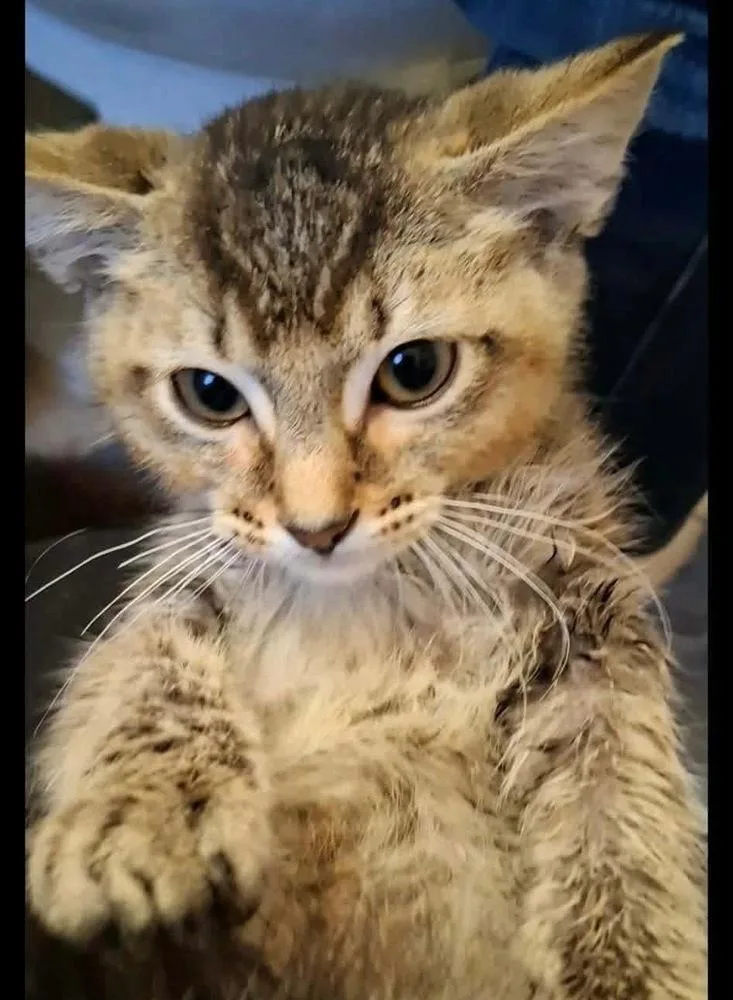 A baby small-sized male Domestic Medium Hair cat named Tiger for adoption in Shawnee, OK