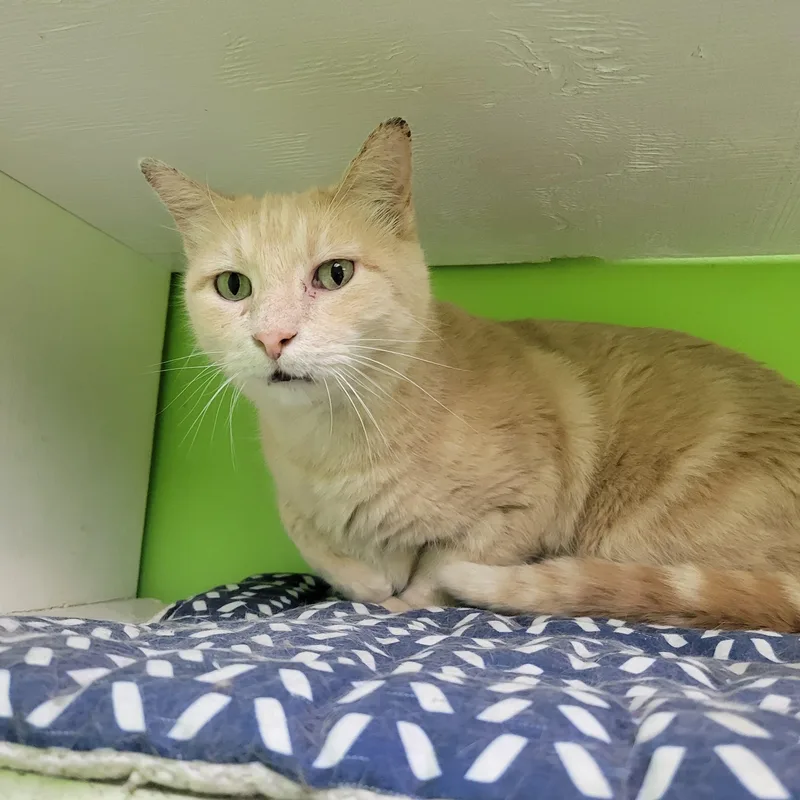 An adult medium-sized male Buff & White Domestic Short Hair cat named Caesar for adoption in Memphis, TN