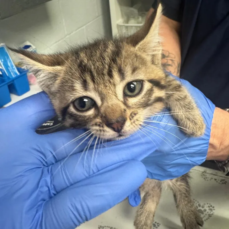 A baby small-sized female Brown / Chocolate Domestic Short Hair cat named Red for adoption in Birdsboro, PA
