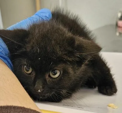 A baby small-sized male Domestic Short Hair cat named Delta for adoption in Lafayette, IN