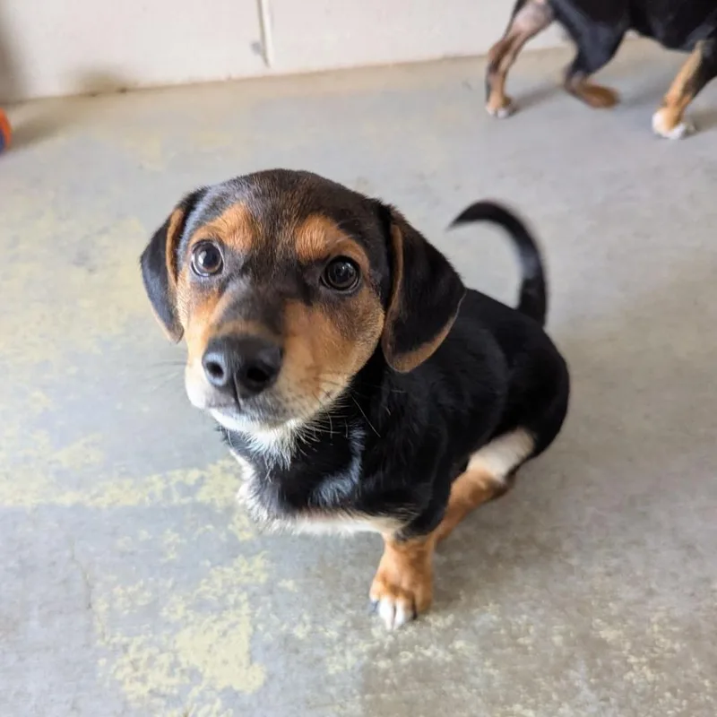 A baby small-sized male Black Dachshund dog named Popeye's for adoption in Ocala, FL