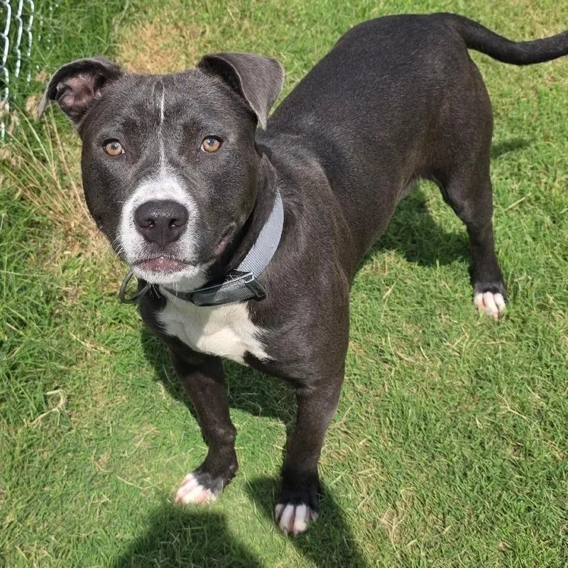 An adult large-sized male Black Pit Bull Terrier dog named Galloway for adoption in Norman, OK