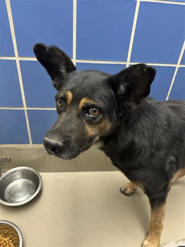 An adult large-sized male German Shepherd Dog dog named Nico for adoption in Austin, TX