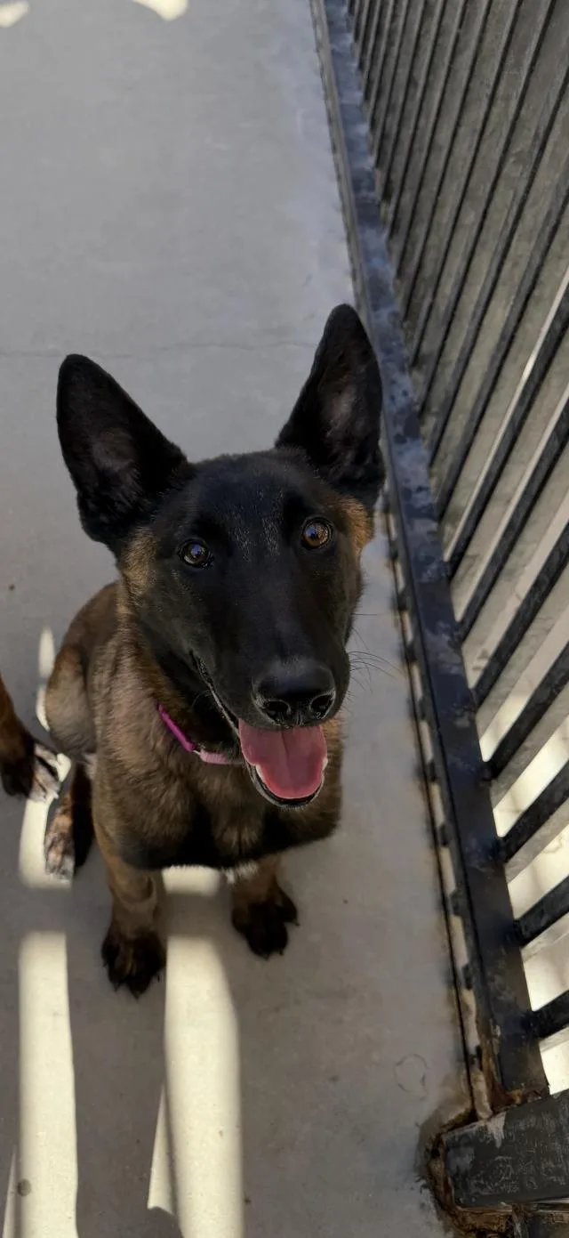 A young large-sized female Belgian Shepherd / Malinois dog named Nia for adoption in Santa Maria, CA