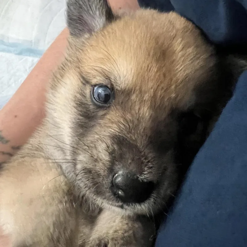 Mushu