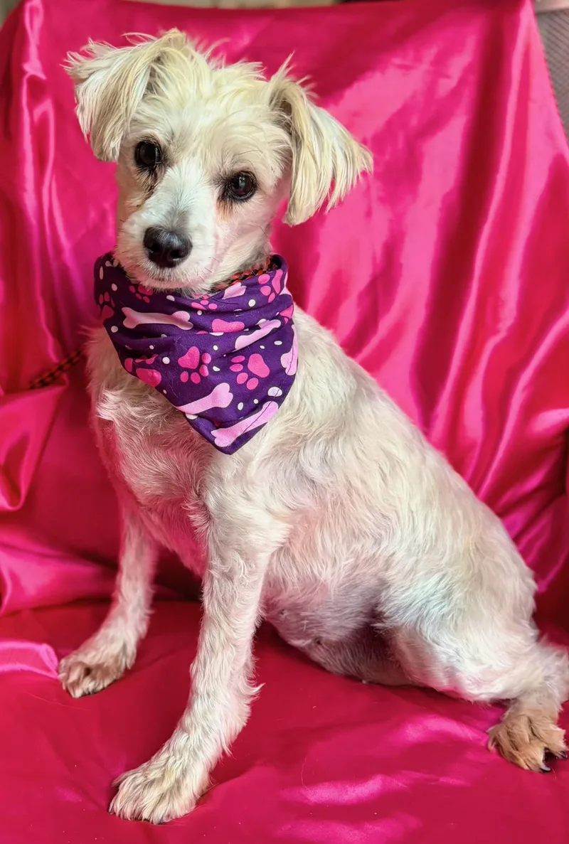 An adult medium-sized female Standard Poodle dog named Dolly for adoption in Rowland Heights, CA