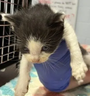 A baby small-sized male Domestic Short Hair cat named Paul for adoption in Cincinnati, OH