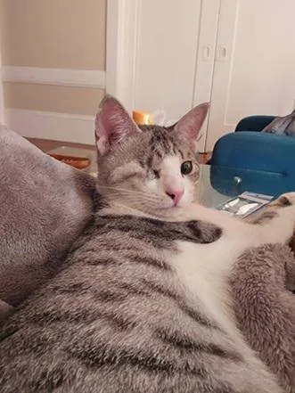 A young medium-sized female Gray & White Domestic Short Hair cat named Speed for adoption in San Francisco, CA